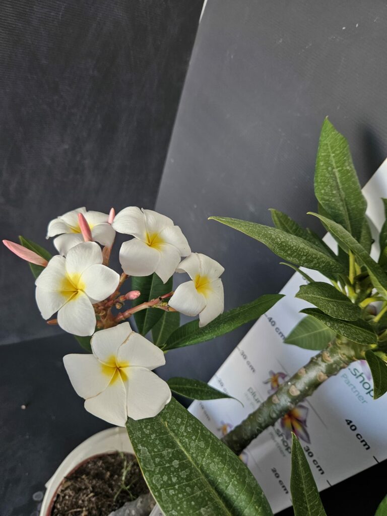 Plumeria rubra „Blizzard“ #16544