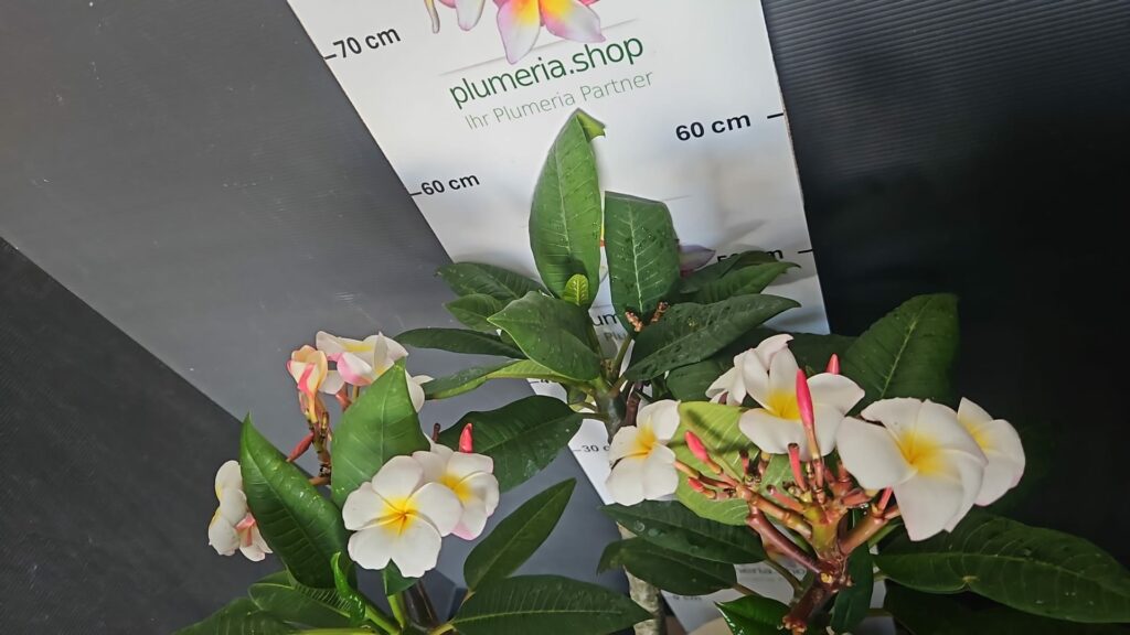 Plumeria rubra „Mini White“ #16760