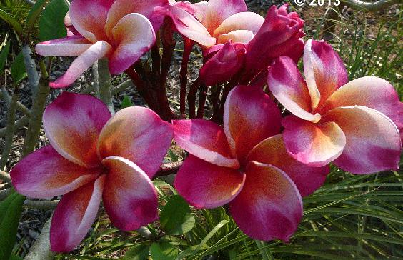 Plumeria rubra "Xquisite"