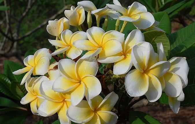 Plumeria rubra "Y-02"