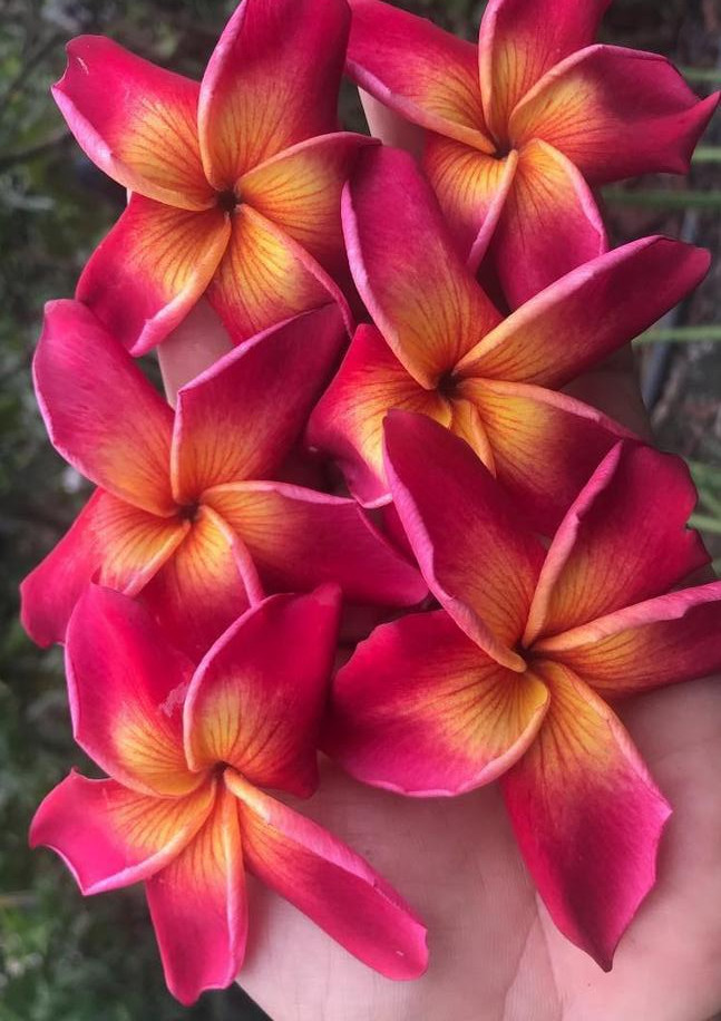 Plumeria rubra "Yala"
