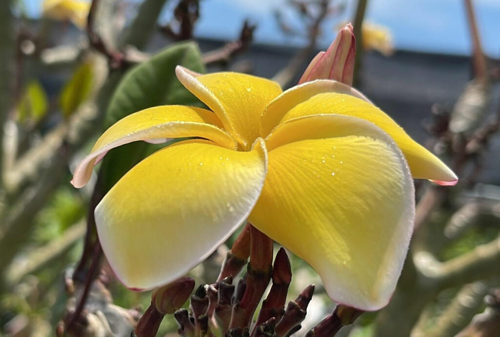 Plumeria rubra "Yellow Jack"