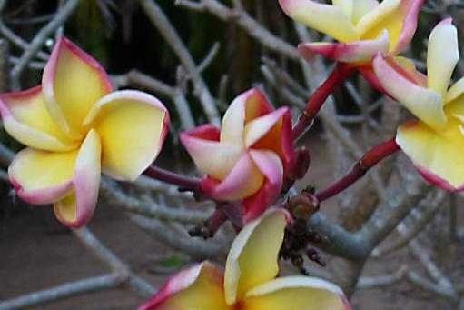 Plumeria rubra "Yelnique"