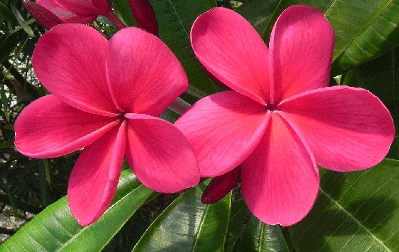 Plumeria rubra "Zona Rosa"