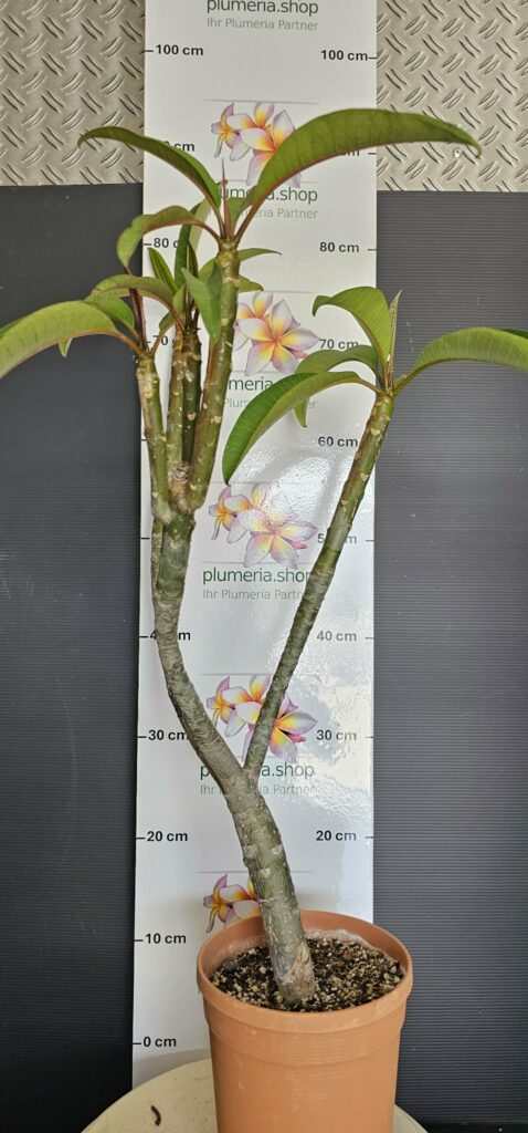Plumeria rubra "???"