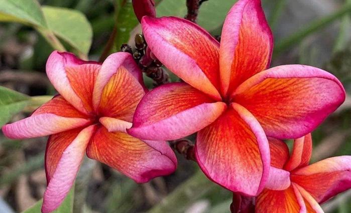 Plumeria rubra "Hawaii Orange"