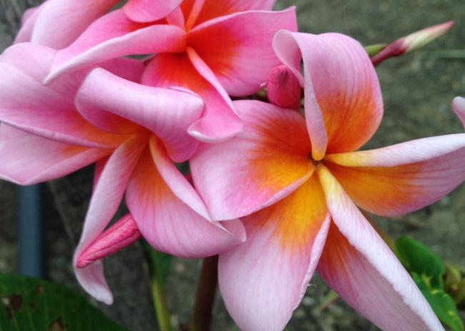 Plumeria rubra "Hellena"