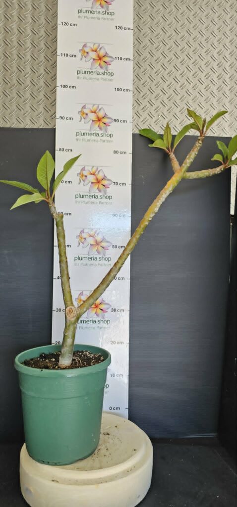 Plumeria rubra "Divine"