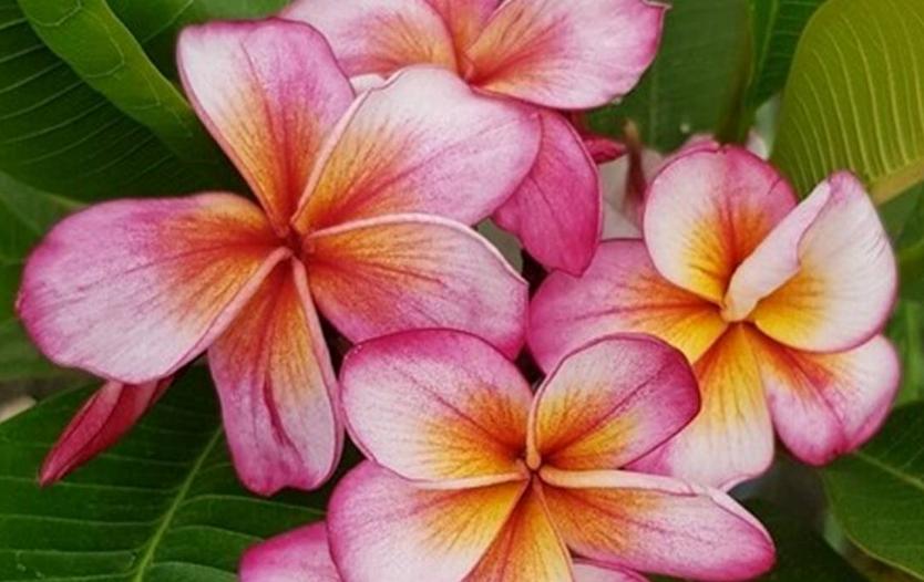 Plumeria rubra "Jewelry"