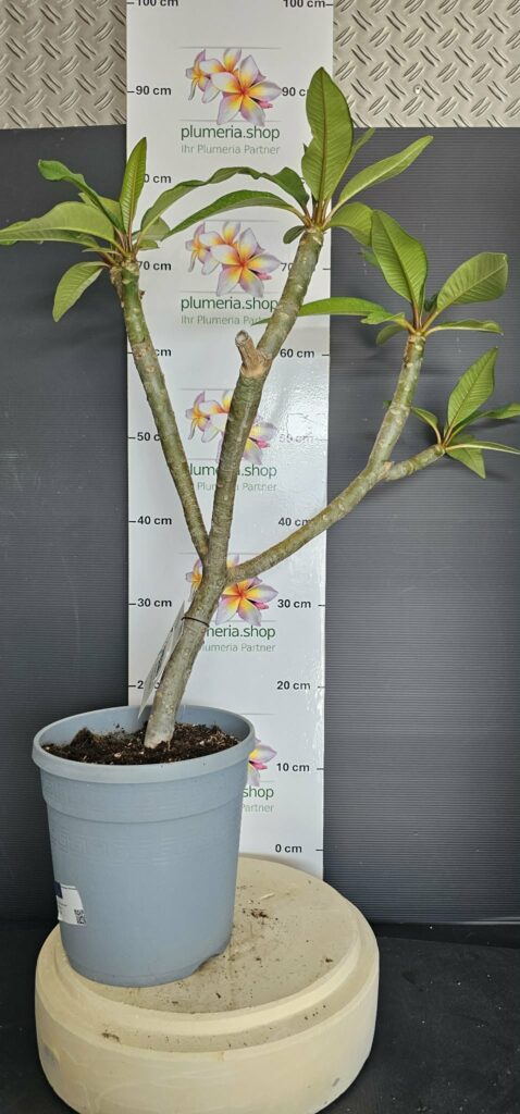 Plumeria rubra "Oro Verde"