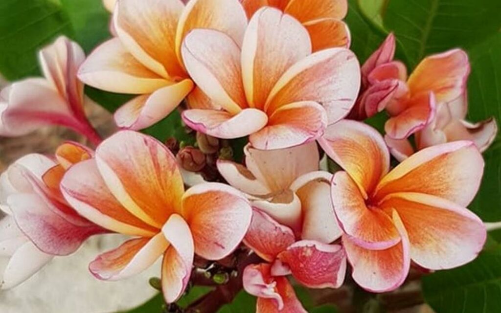 Plumeria rubra "JJ Potpourri"