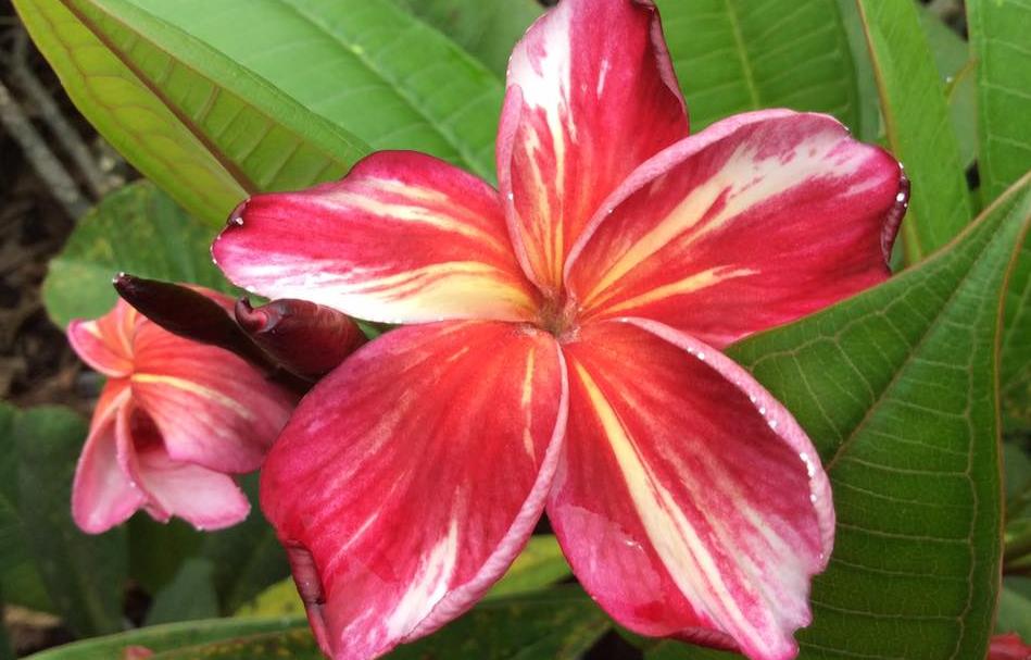 Plumeria rubra "Kukiat Fantasia"