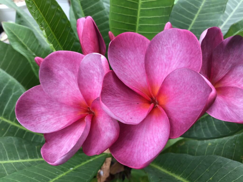 Plumeria rubra "Kukiat Purple Moon", wurzelnackt