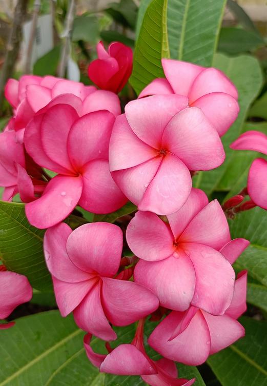 Plumeria rubra "Strawberry Macaron"