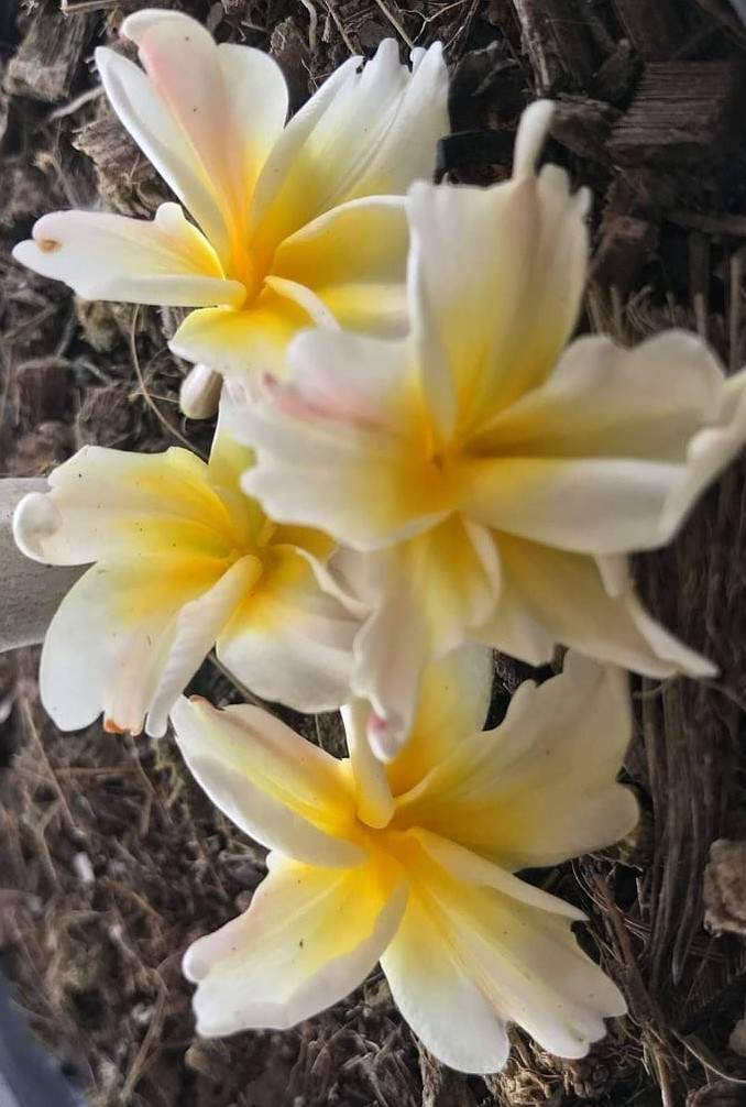 Plumeria rubra "Tinkerbell by Atom"