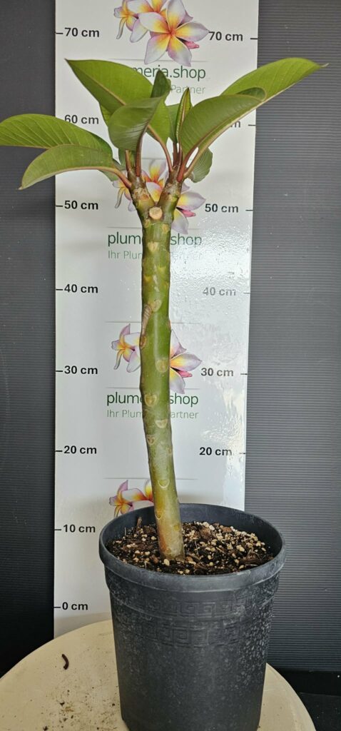 Plumeria rubra "???"