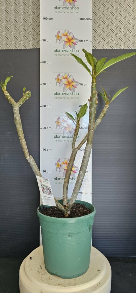 Plumeria rubra "Pizzaz"