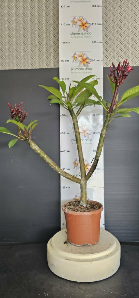 Plumeria rubra „R03“ #16238