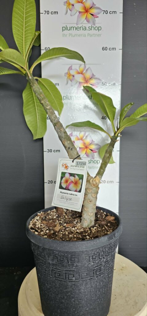 Plumeria rubra "Eclipse"