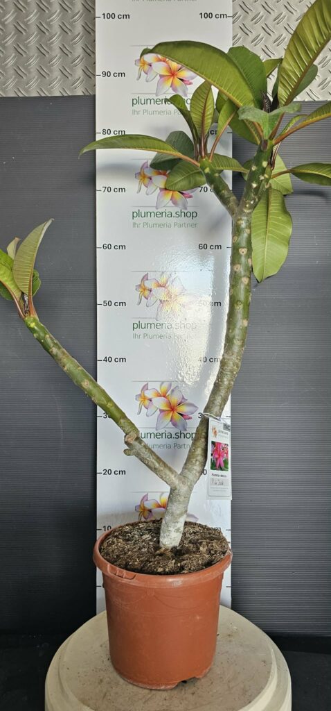 Plumeria rubra "Pink Jack"