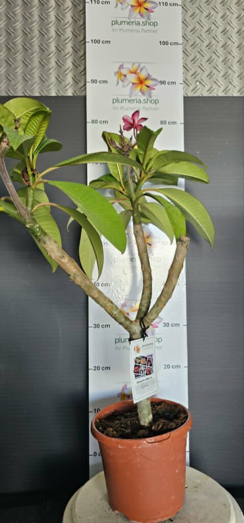 Plumeria rubra "Epic"