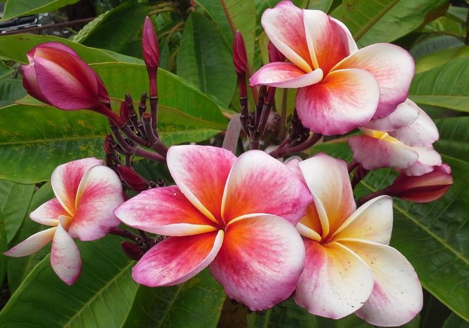 Plumeria rubra "Angel Crown"