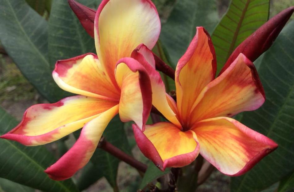 Plumeria rubra "Bangkok Fire"