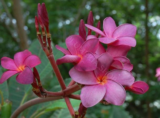 Plumeria rubra "Black Purple"