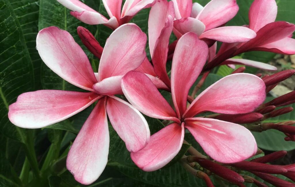 Plumeria rubra "Dwarf Metallica"