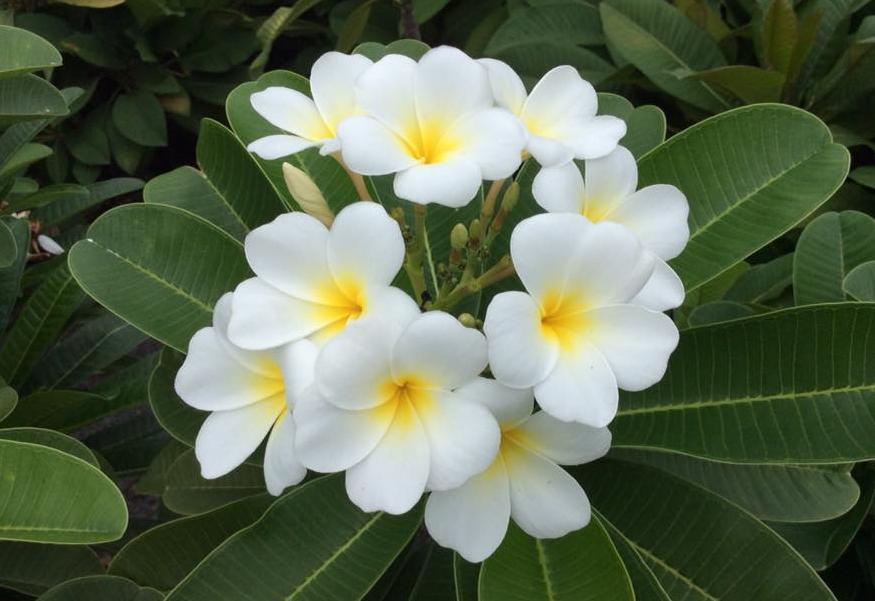 Plumeria obtusa "Dwarf Singapore White"