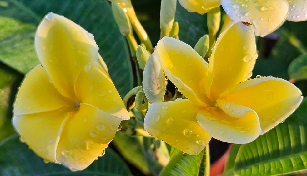 Plumeria rubra "Lemon Drop"