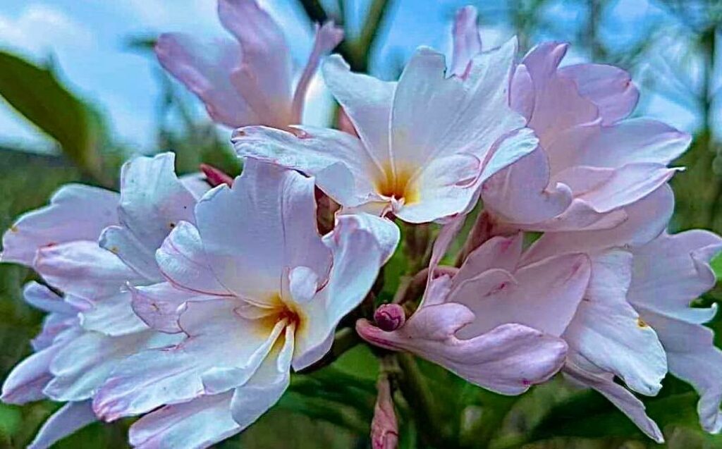 Plumeria rubra "Mont Blanc"