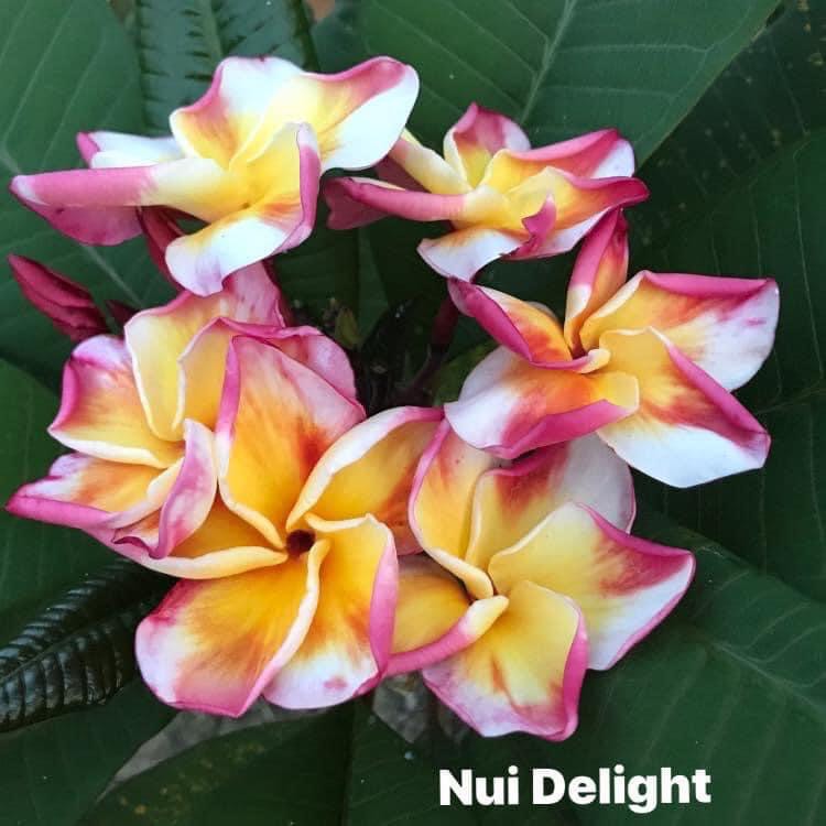 Plumeria rubra "Nui Delight"