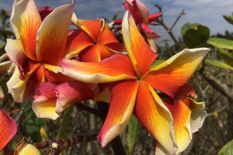 Plumeria rubra "No Regret"