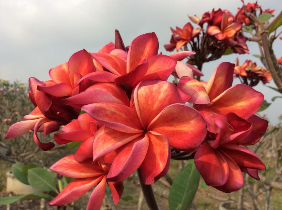 Plumeria rubra "Orange Caramel"