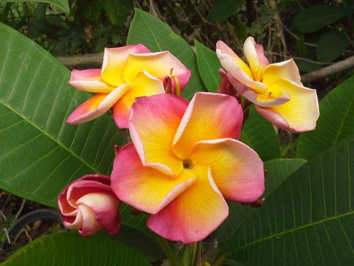 Plumeria rubra "Orange Violet"