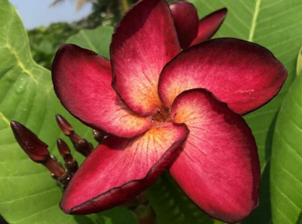 Plumeria rubra "Phantom"