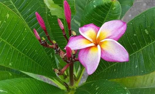 Plumeria rubra "Phiu Sawi"