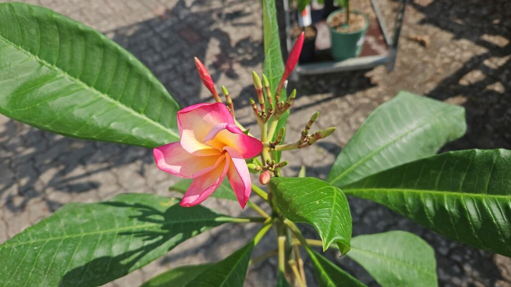 Plumeria rubra „Lord Byron“ #17274