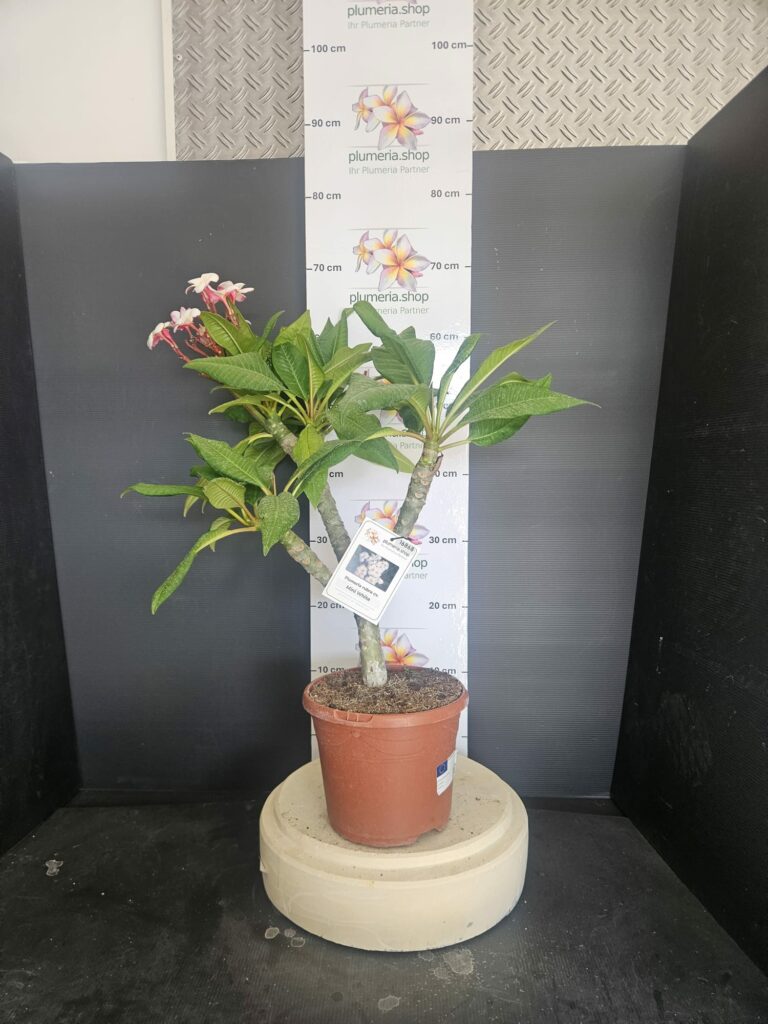 Plumeria rubra "Mini White"
