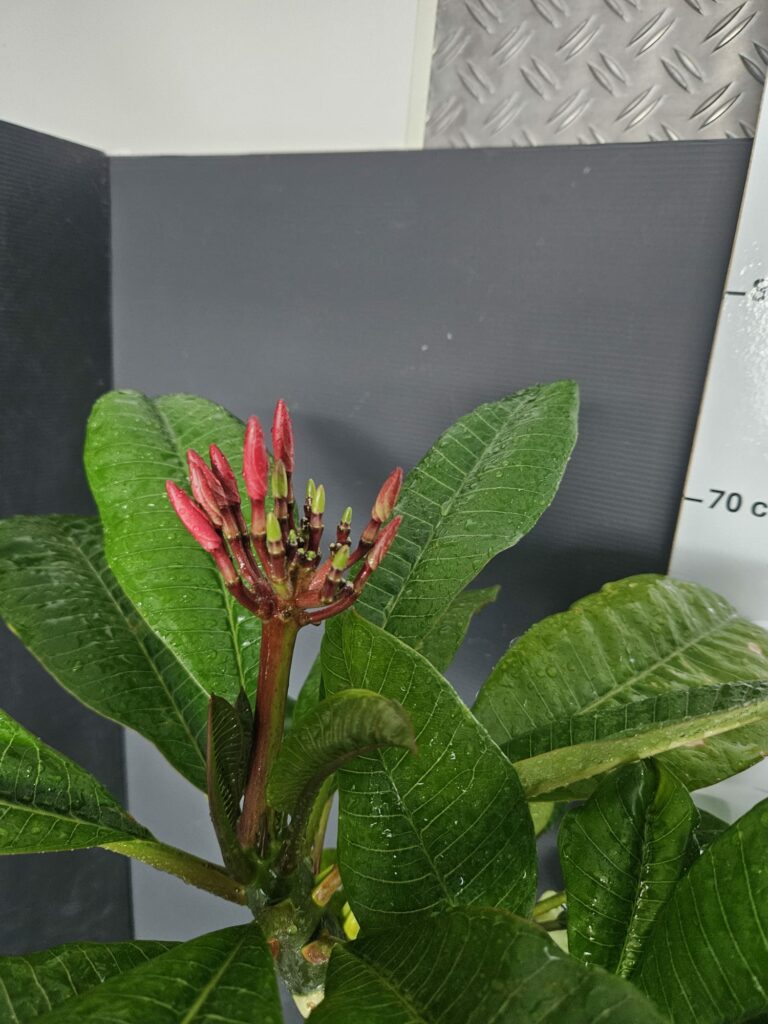 Plumeria rubra „Malika“