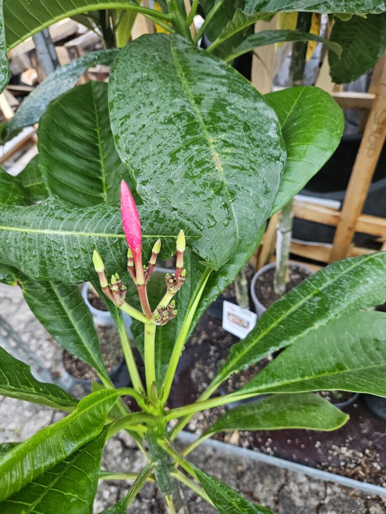 Plumeria rubra „Lord Byron“