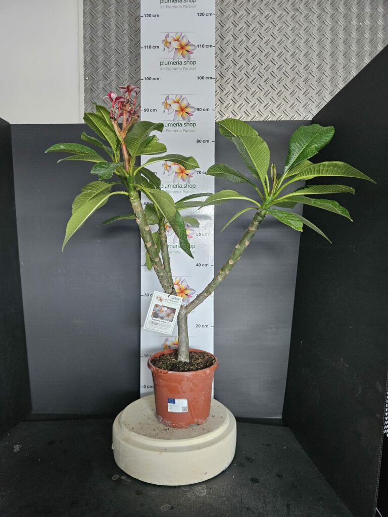 Plumeria rubra „Bliss“