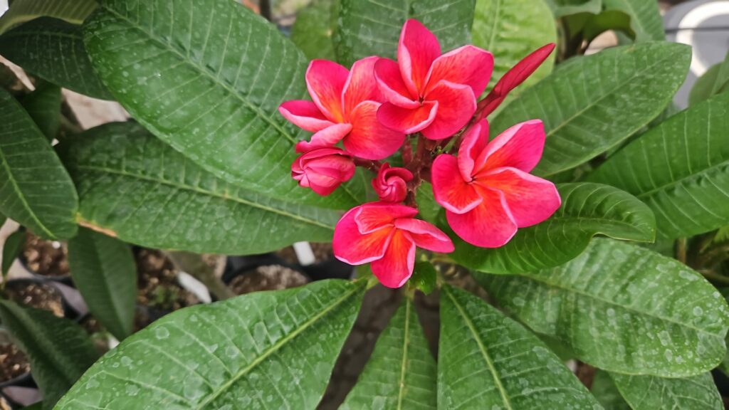 Plumeria rubra "Malika"