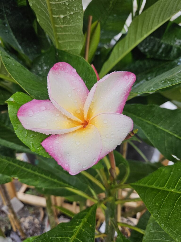 Plumeria rubra "Lord Byron"