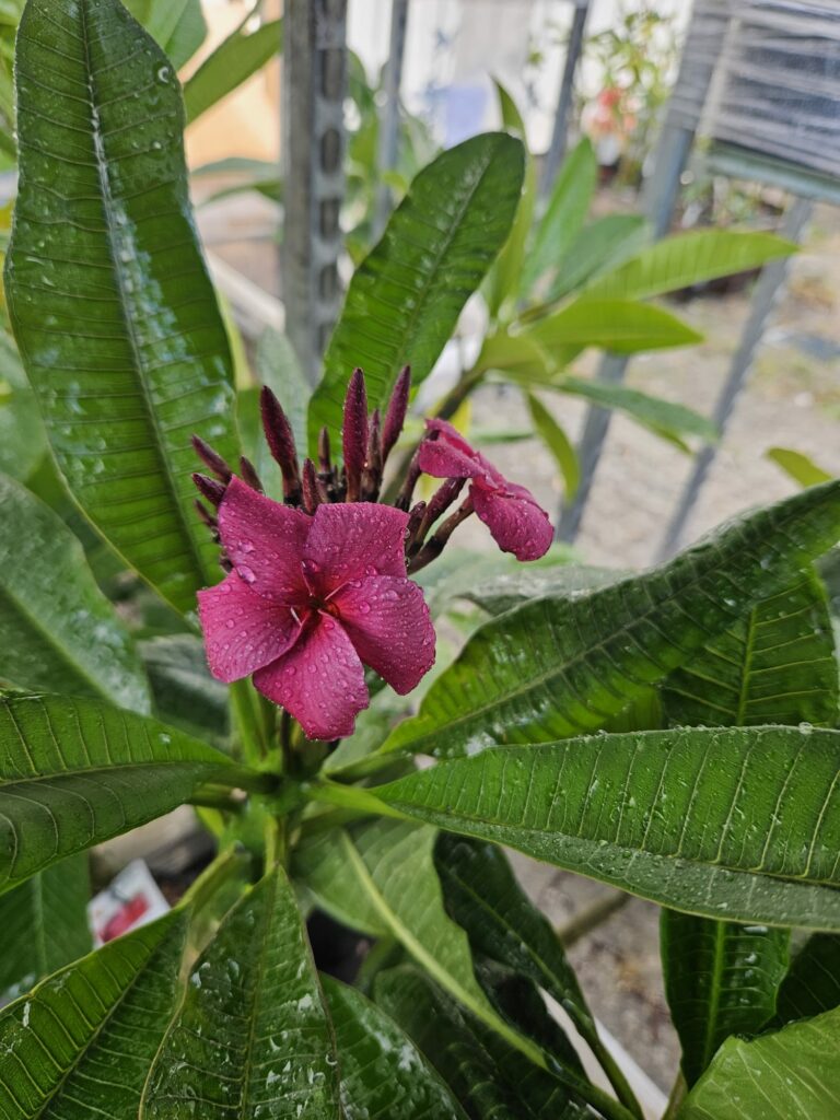 Plumeria rubra „Grapette“ #17518