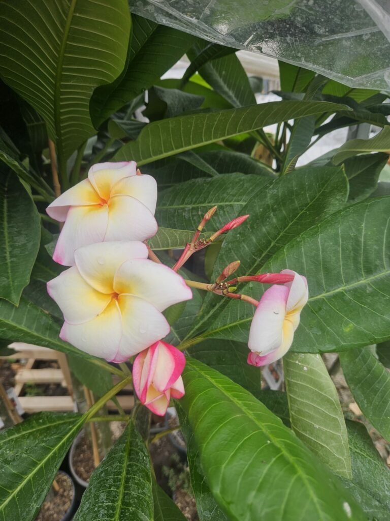 Plumeria rubra "Lord Byron"