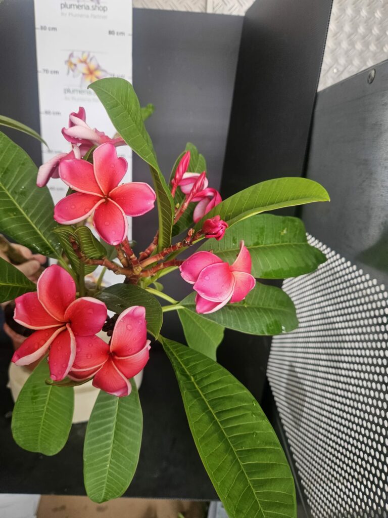 Plumeria rubra „Waxy Red“ #16815