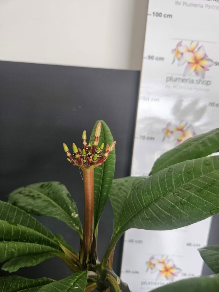 Plumeria rubra „Synchronicity“ #16403