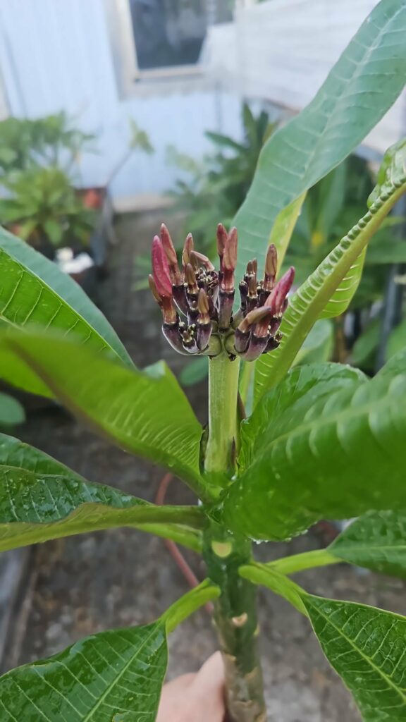 Plumeria rubra „Grapette“ #17518